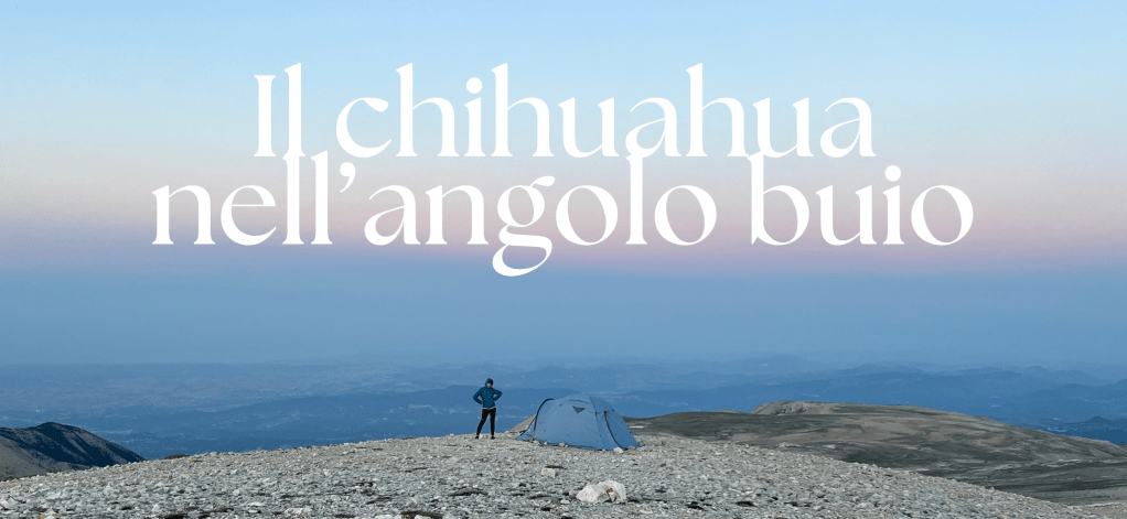 Il chihuahua nell’angolo buio