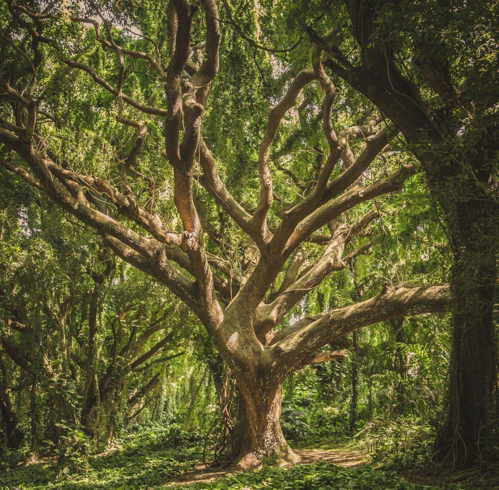 mindfulness psicologia crescita personale